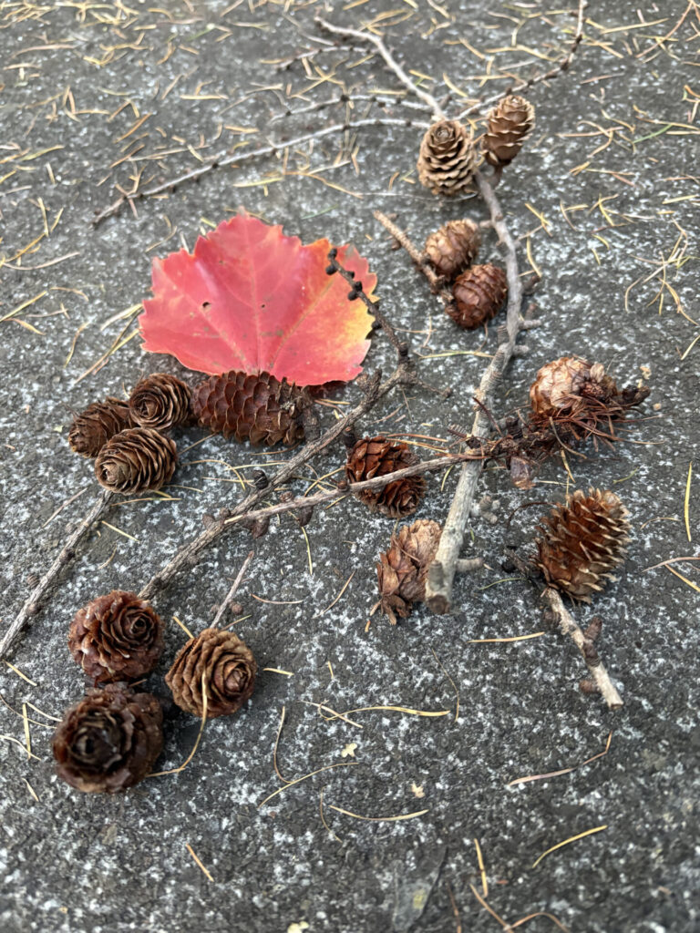 松ぼっくり拾い