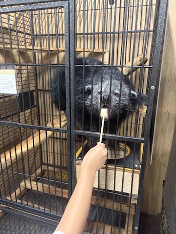 ビントロングに餌やり